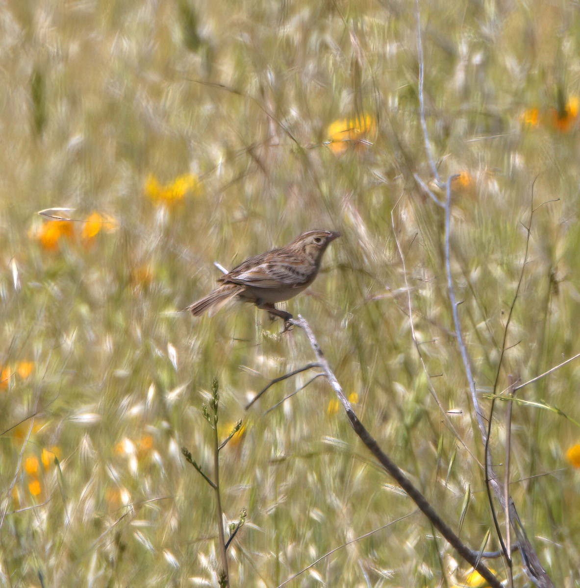 Grasshopper Sparrow - ML617759071