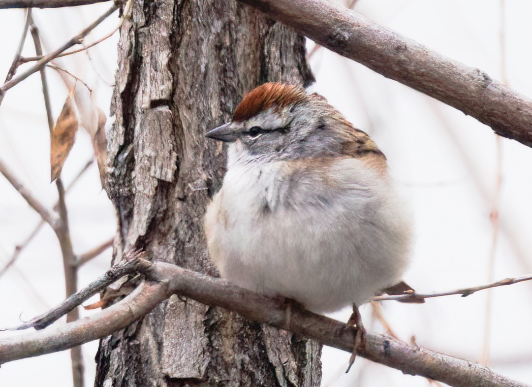 Chipping Sparrow - ML617759141