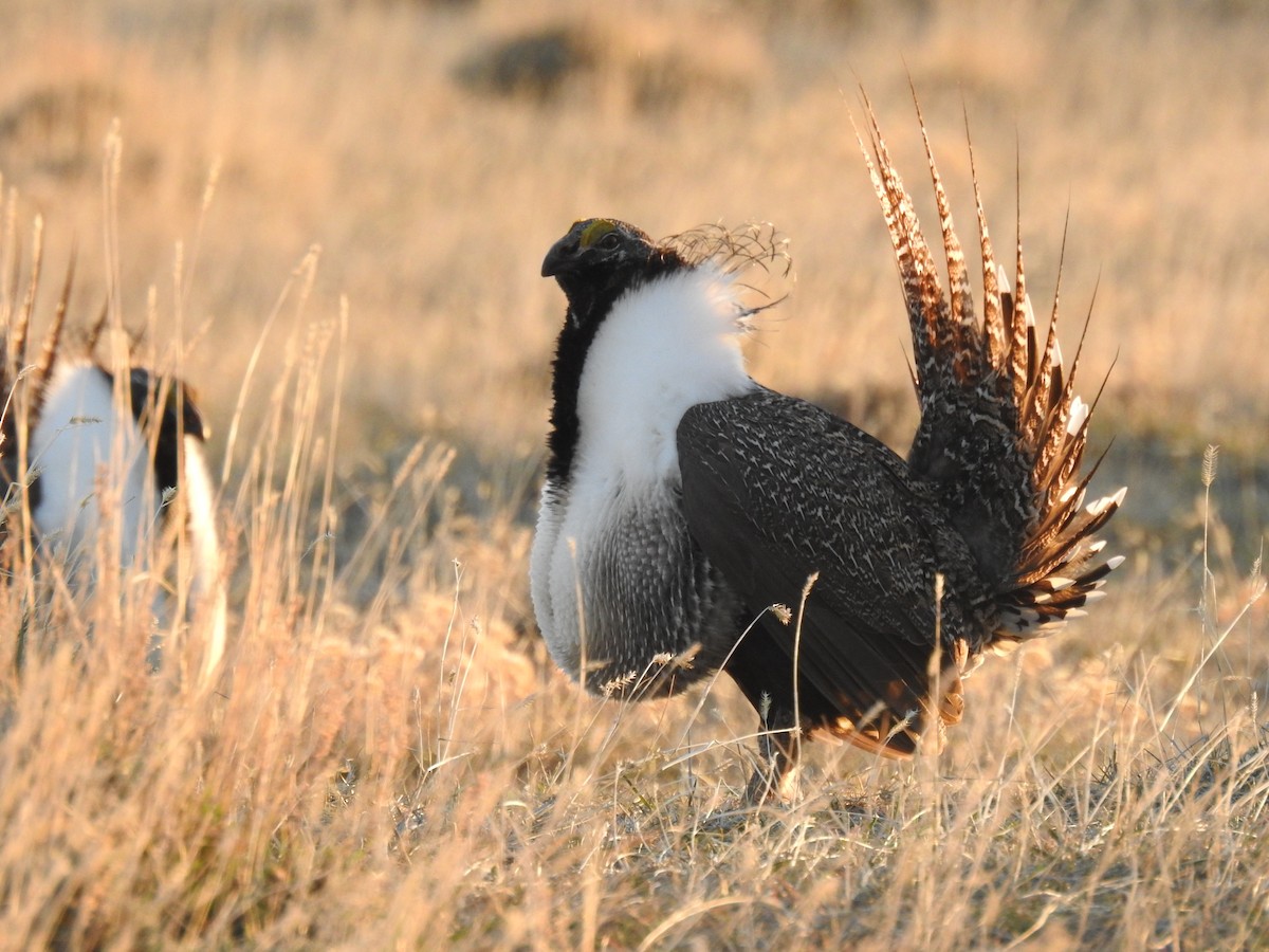 Greater Sage-Grouse - ML617759223