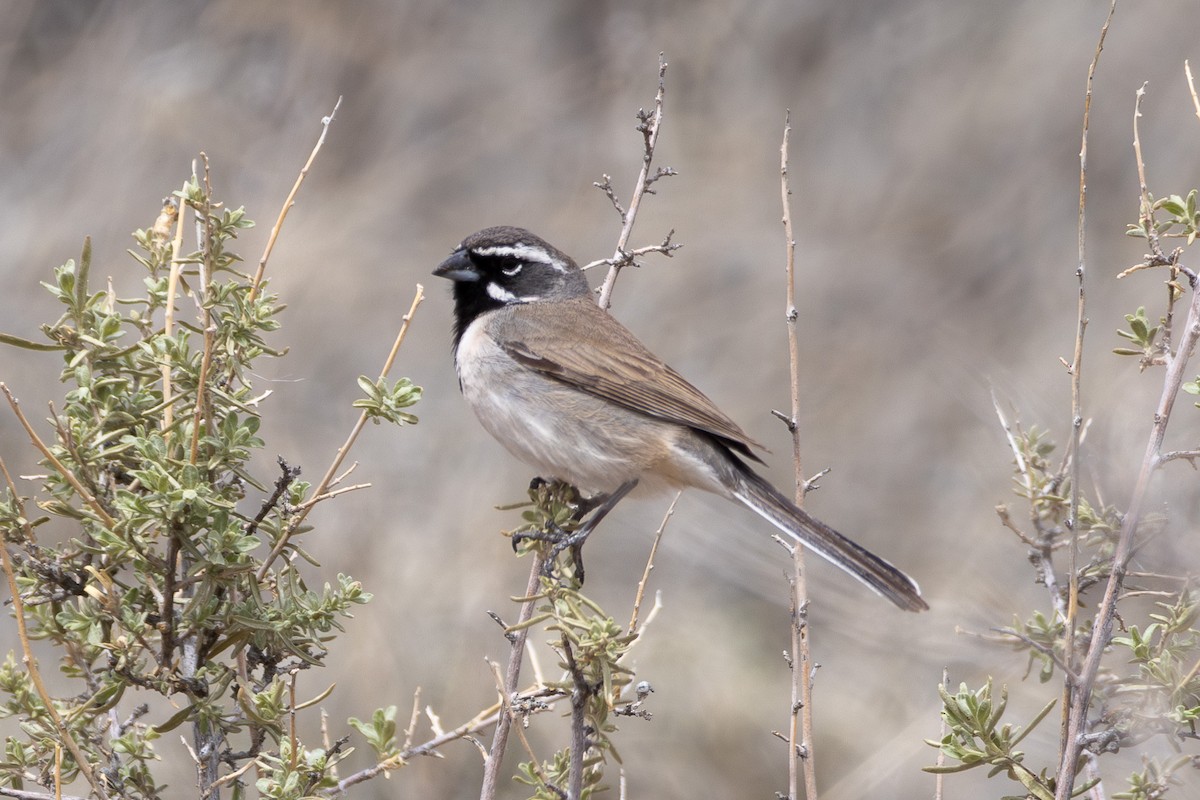 Black-throated Sparrow - Tobin Brown