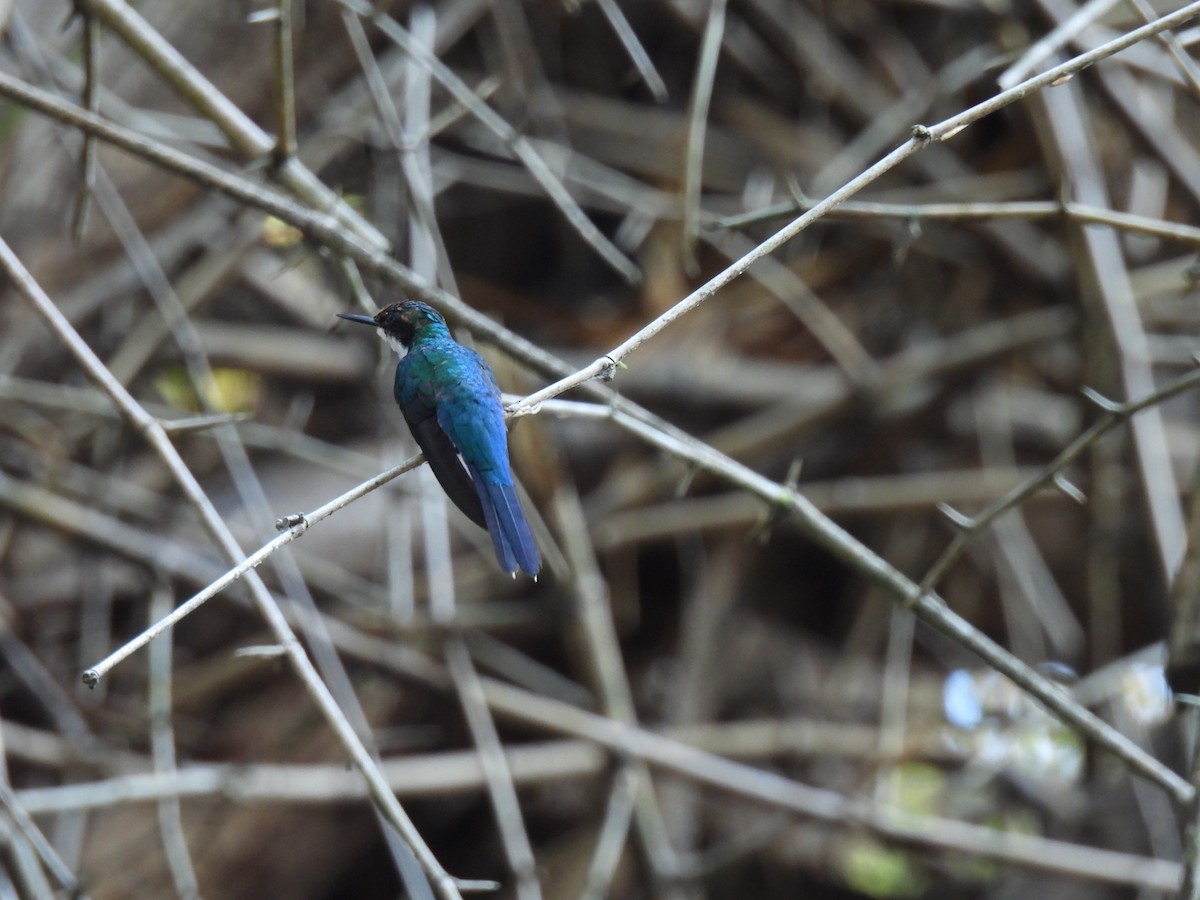 kolibřík purpurovohlavý - ML617759317