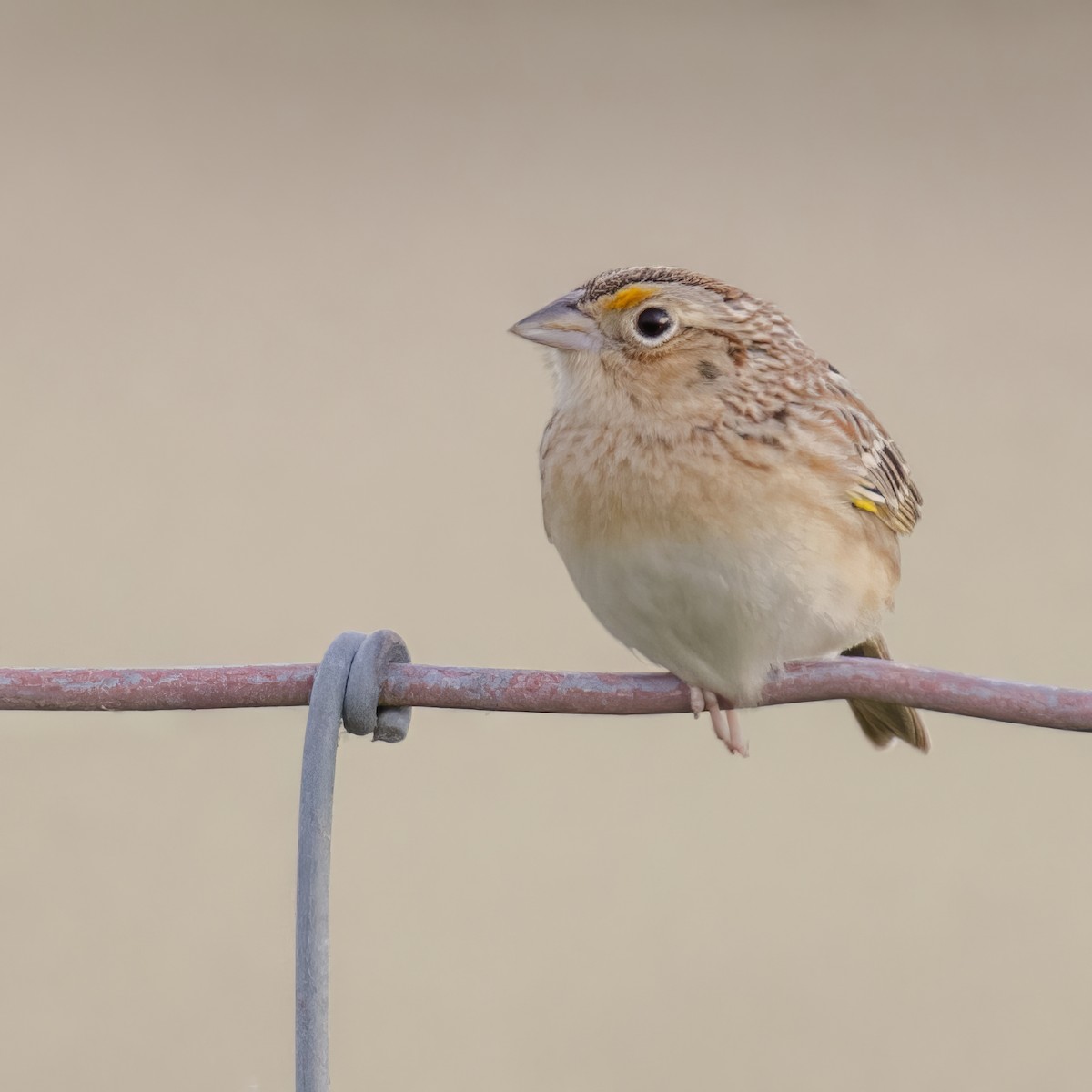 Grasshopper Sparrow - ML617759338