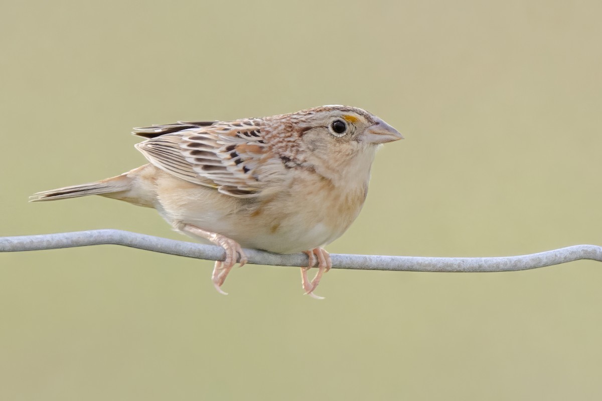 Grasshopper Sparrow - ML617759339