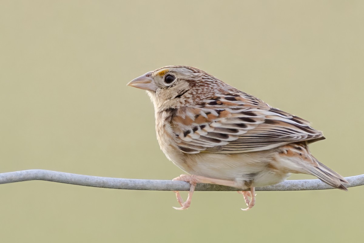 Grasshopper Sparrow - ML617759340