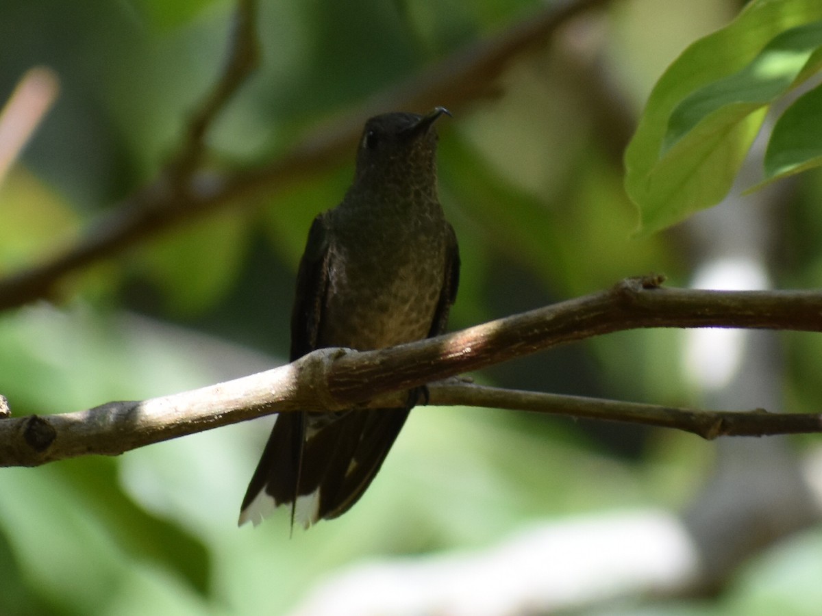 Scaly-breasted Hummingbird - Tom Marvel