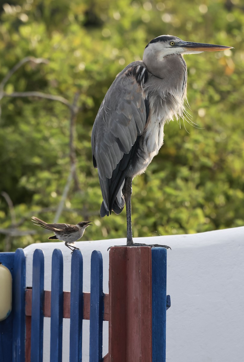 Galapagos Mockingbird - ML617759454