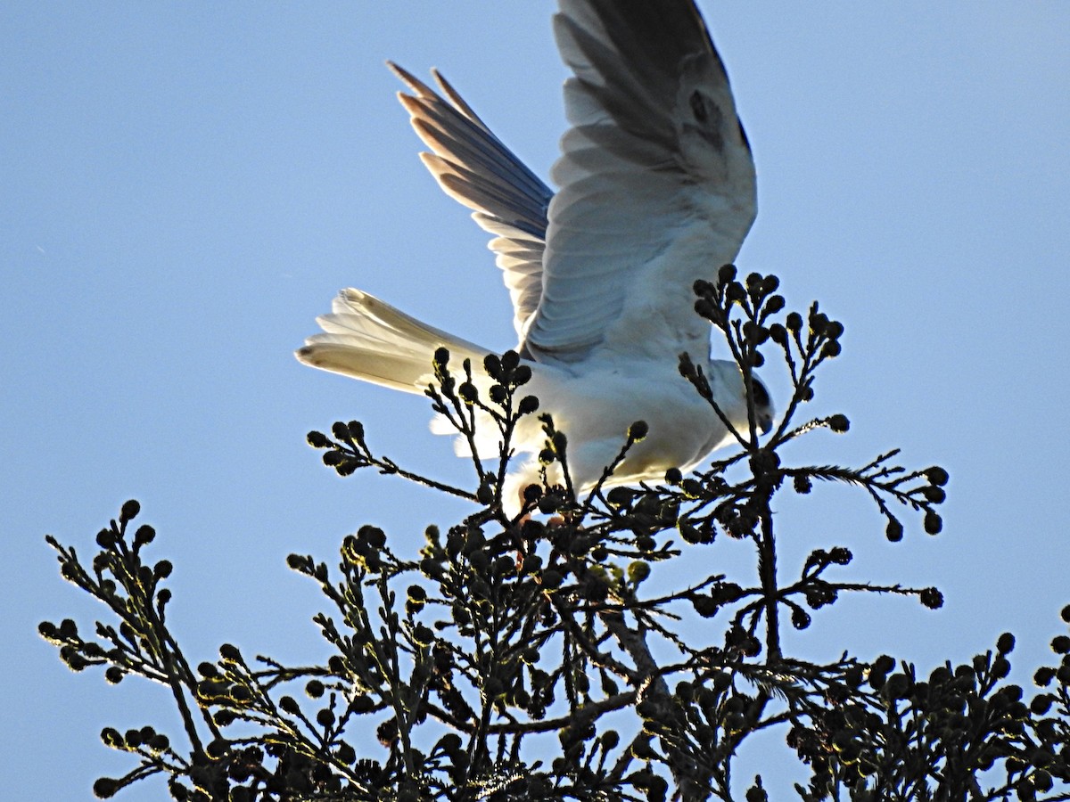 White-tailed Kite - Naomi Goodman