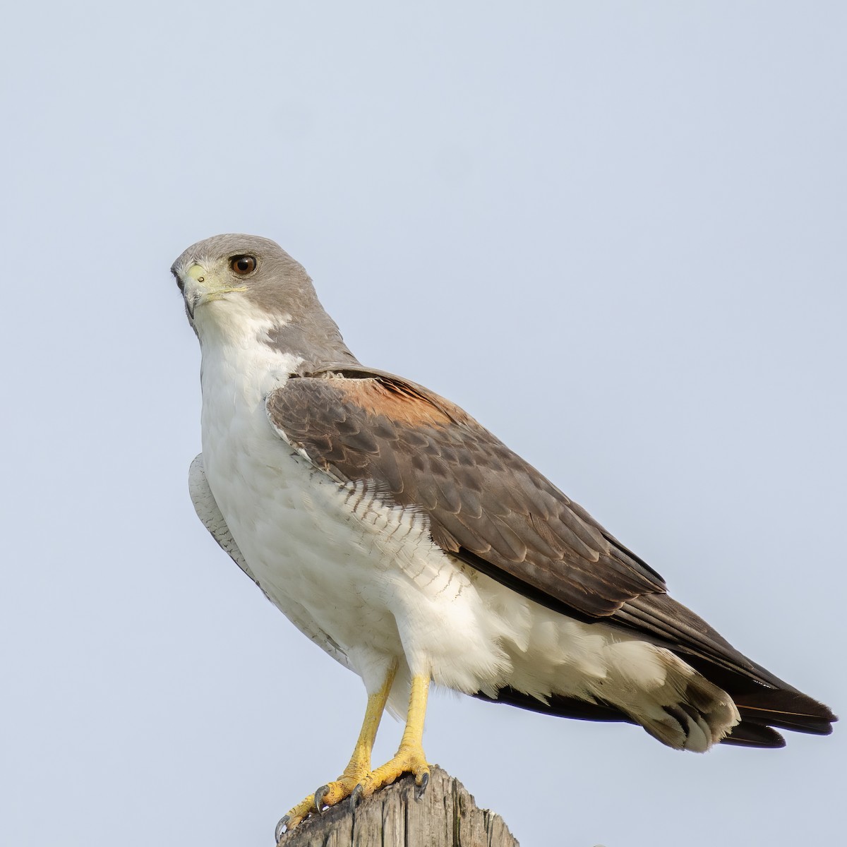 White-tailed Hawk - ML617759484