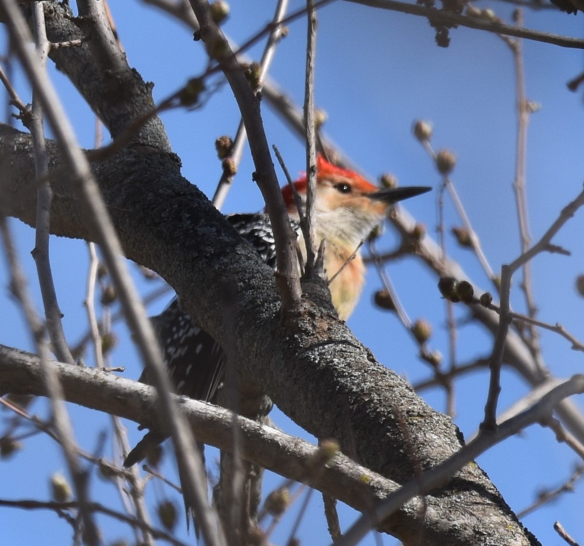 Red-bellied Woodpecker - David and Ann Snodgrass