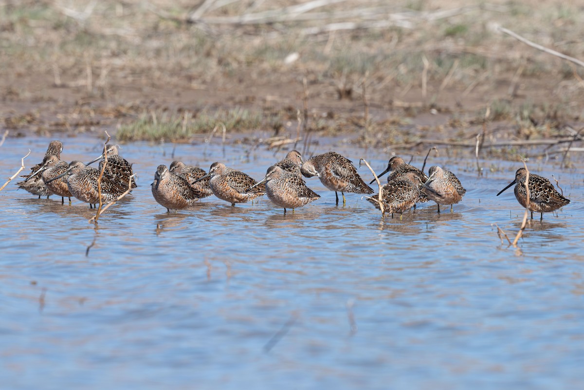 Long-billed Dowitcher - ML617759603
