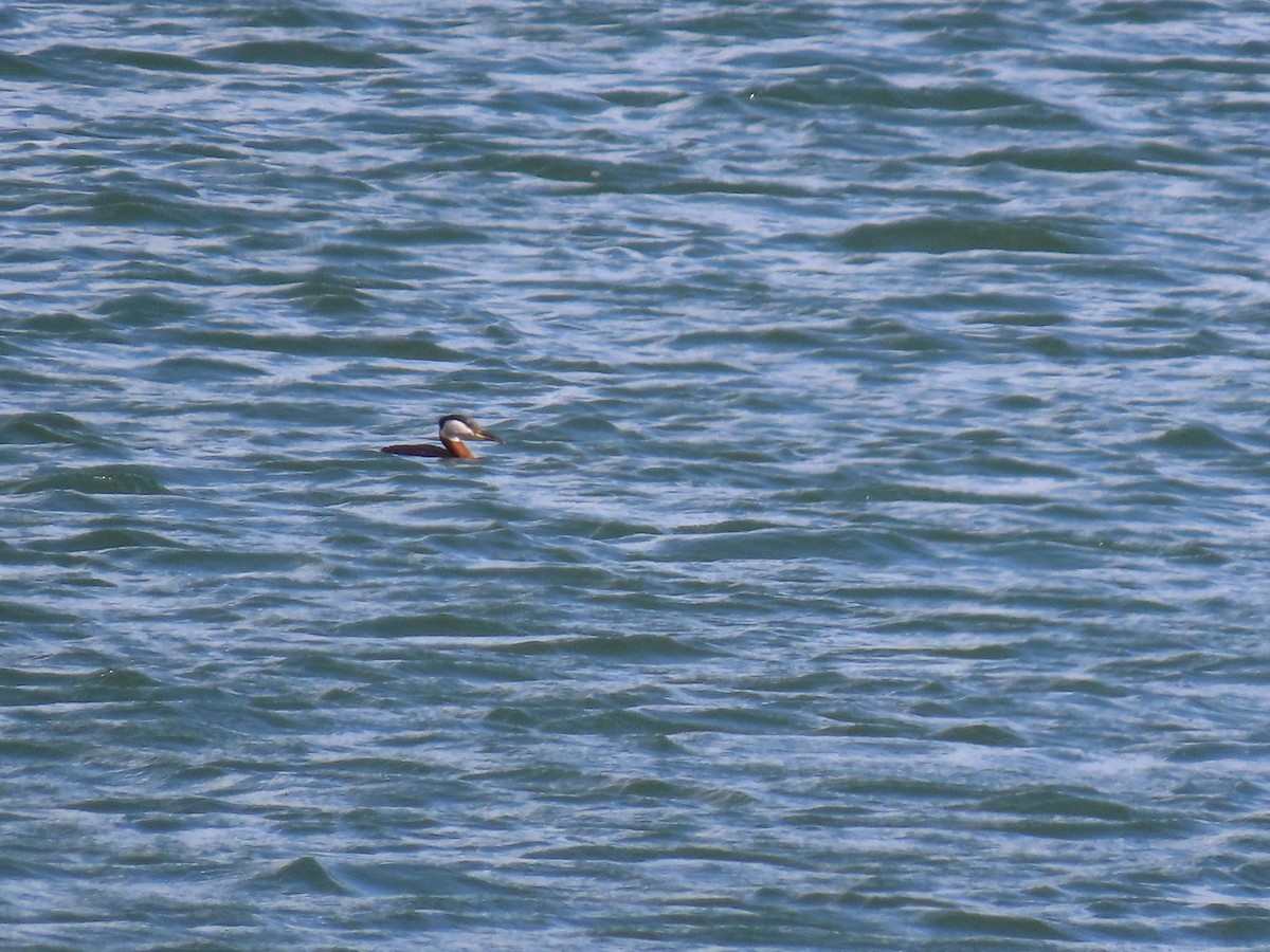 Red-necked Grebe - ML617759625