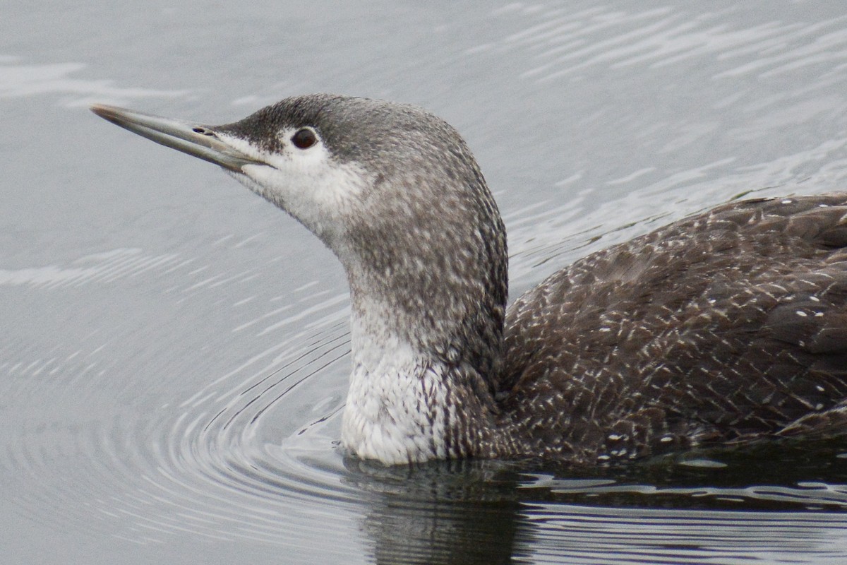 Red-throated Loon - ML617759704