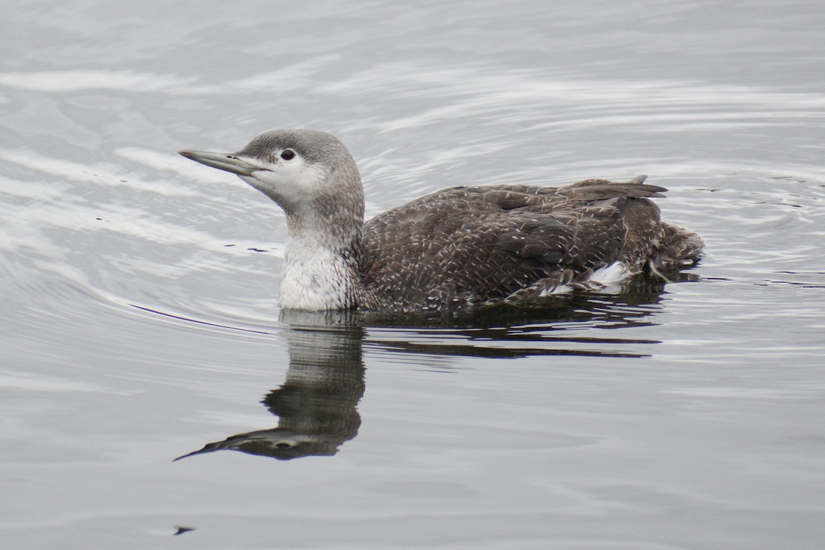 Red-throated Loon - ML617759706