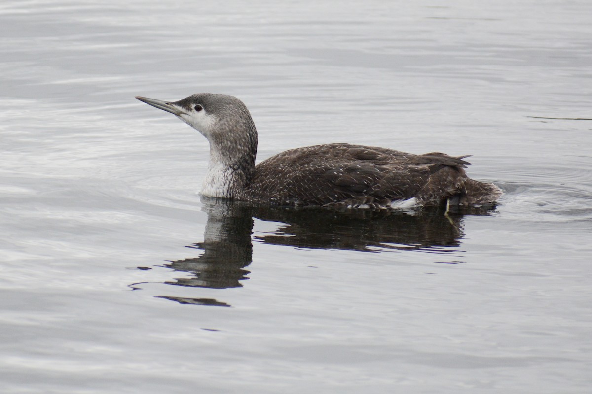 Red-throated Loon - David Jeffrey Ringer