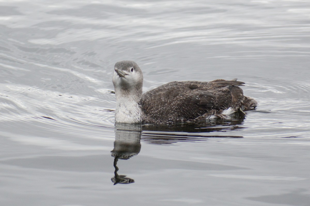 Red-throated Loon - ML617759708