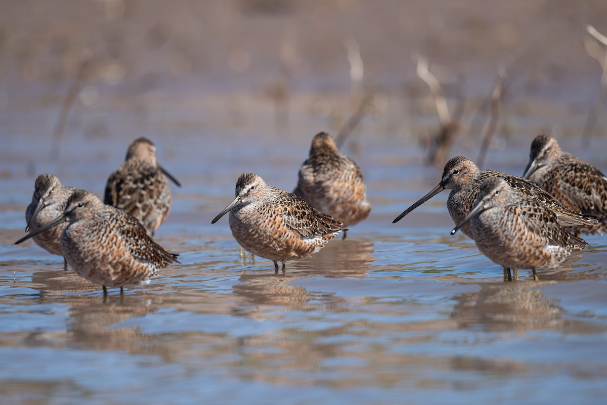 Long-billed Dowitcher - ML617759709