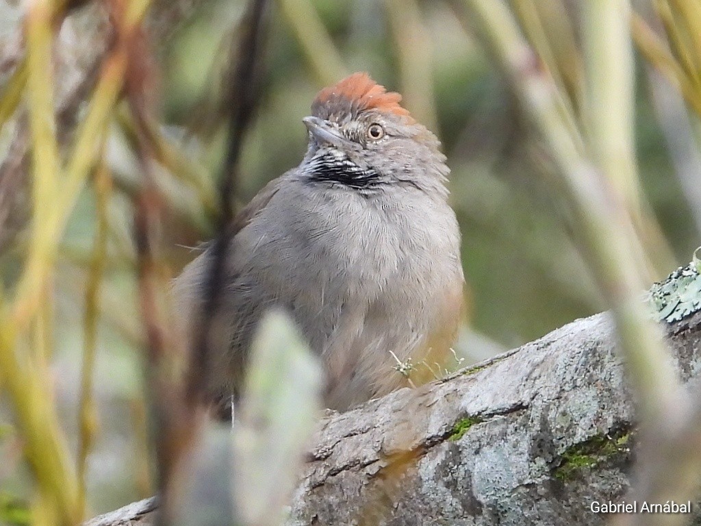 Sooty-fronted Spinetail - ML617759710