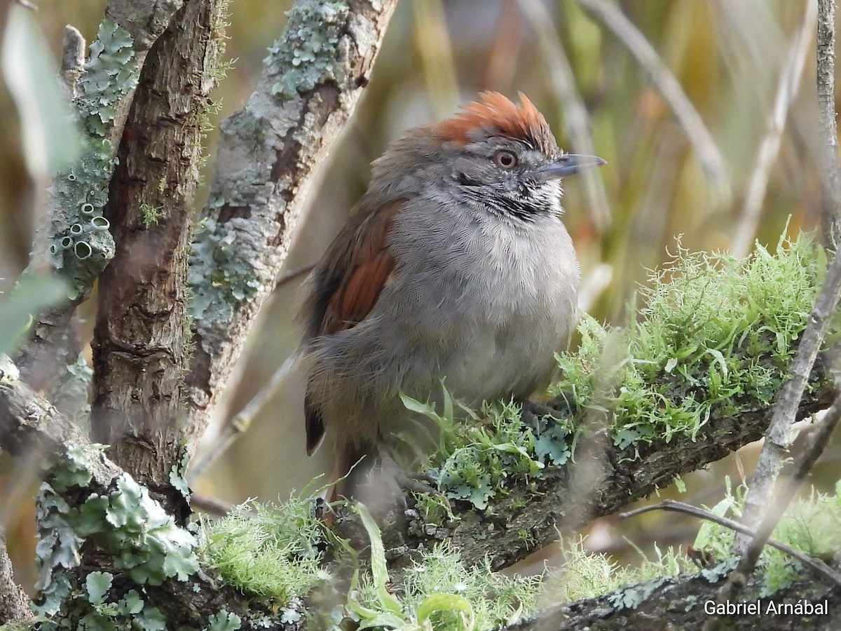 Sooty-fronted Spinetail - ML617759711