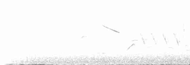 revespurv (megarhyncha gr.) (tykknebbrevespurv) - ML617759712