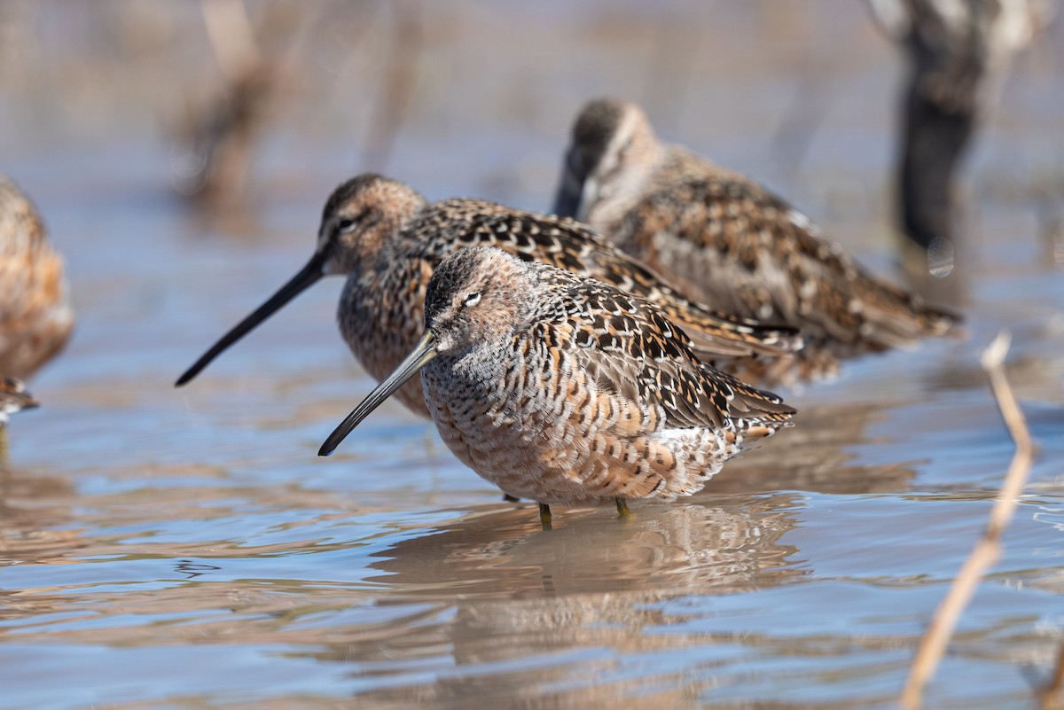 Long-billed Dowitcher - ML617759720