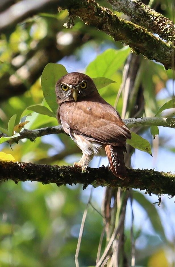 Ferruginous Pygmy-Owl - ML617759739
