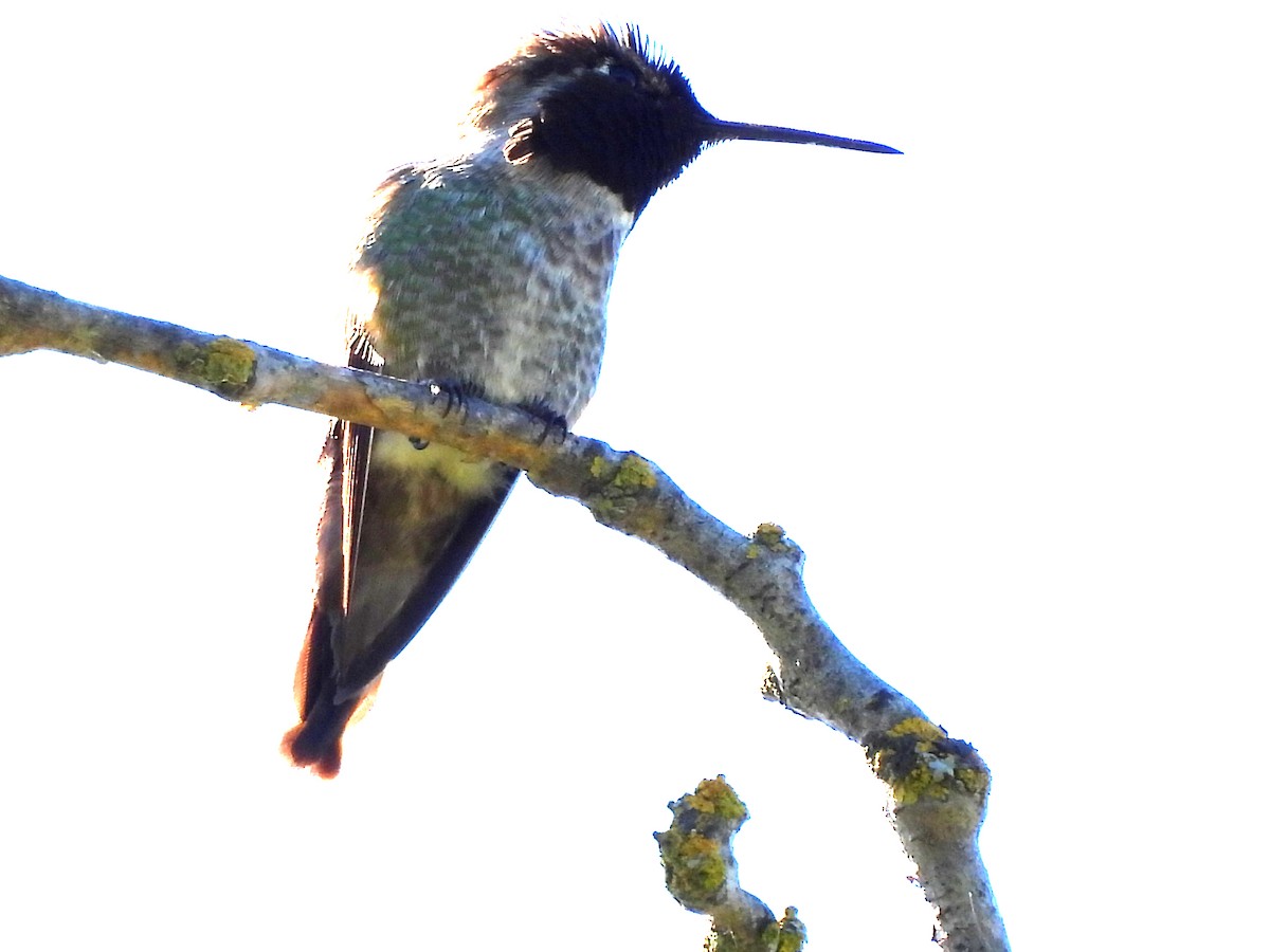 Anna's Hummingbird - ML617759841