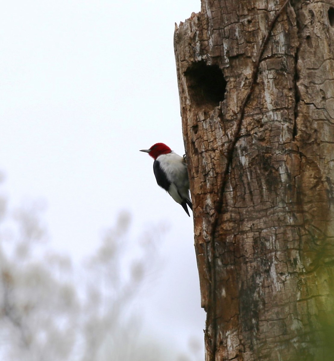 Red-headed Woodpecker - ML617759898