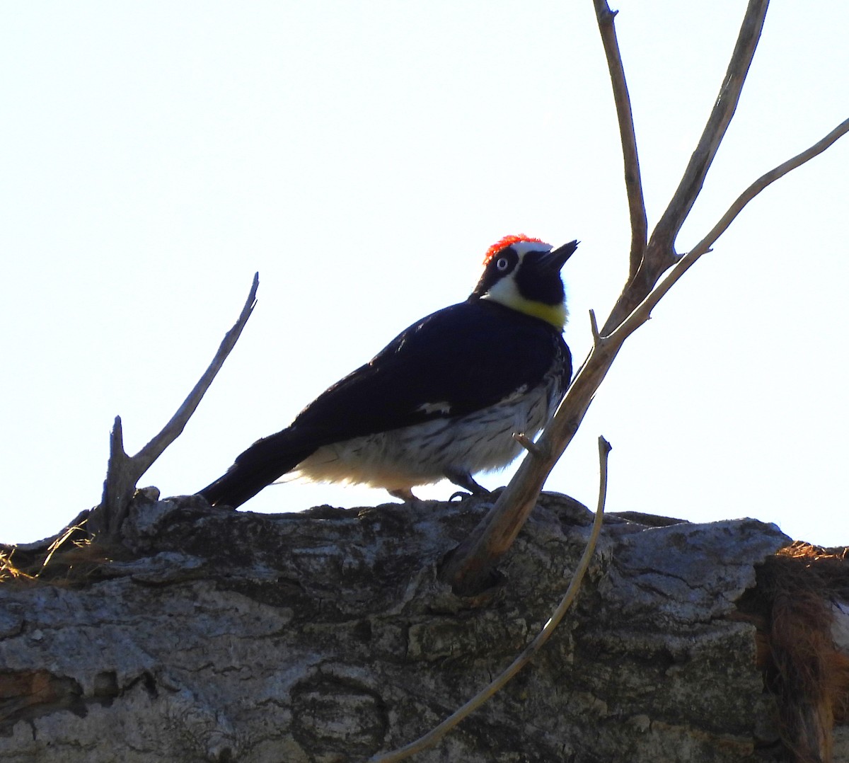 Acorn Woodpecker - ML617759910