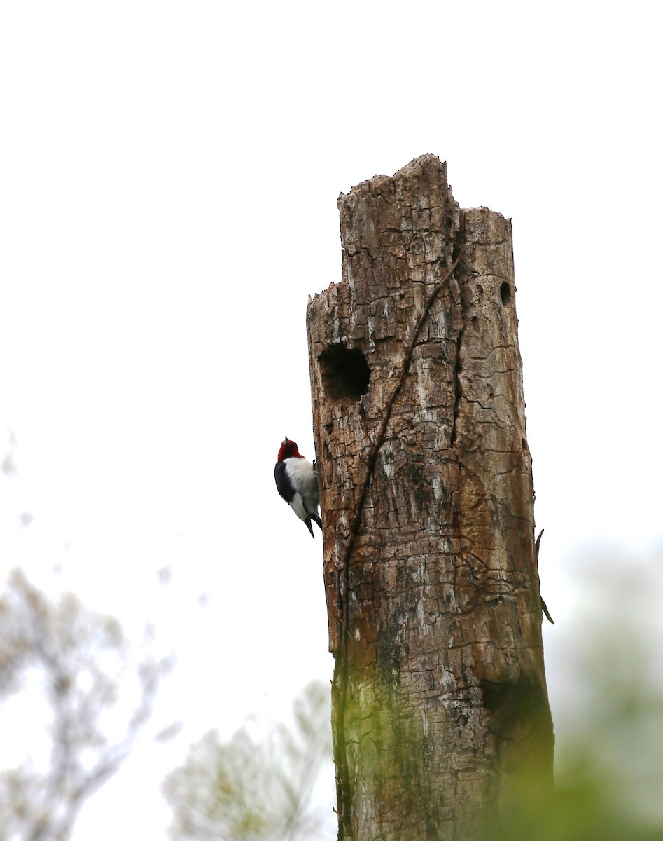 Red-headed Woodpecker - Katherine Wydner