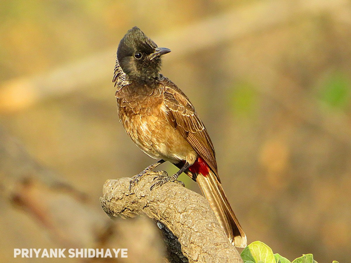Red-vented Bulbul - ML617759925