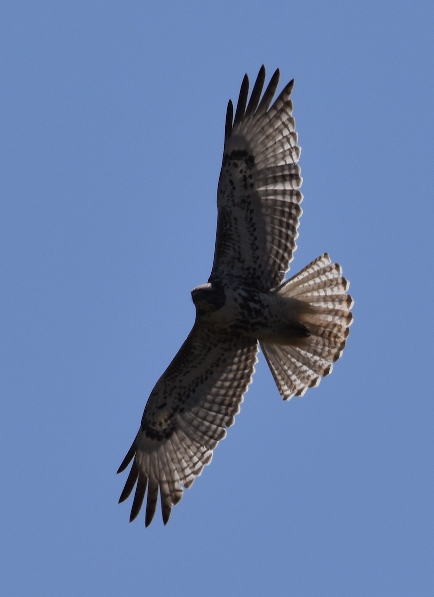 Red-tailed Hawk - ML617759966