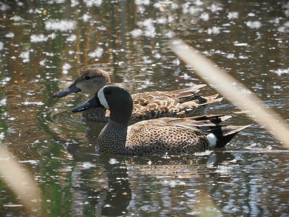 Blue-winged Teal - ML617759991