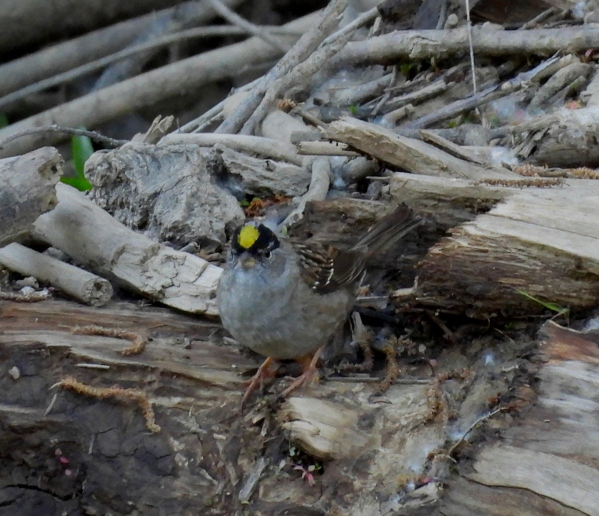 Golden-crowned Sparrow - ML617760066
