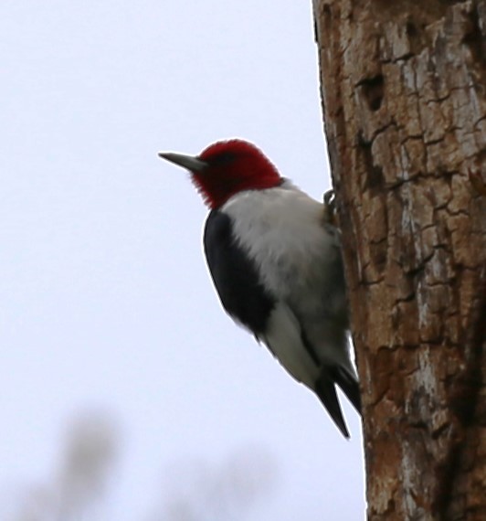 Red-headed Woodpecker - ML617760181