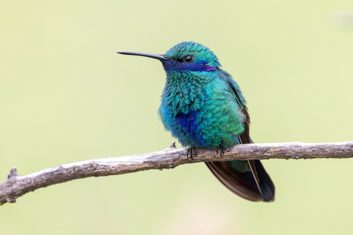 kolibřík modrolící - ML617760206