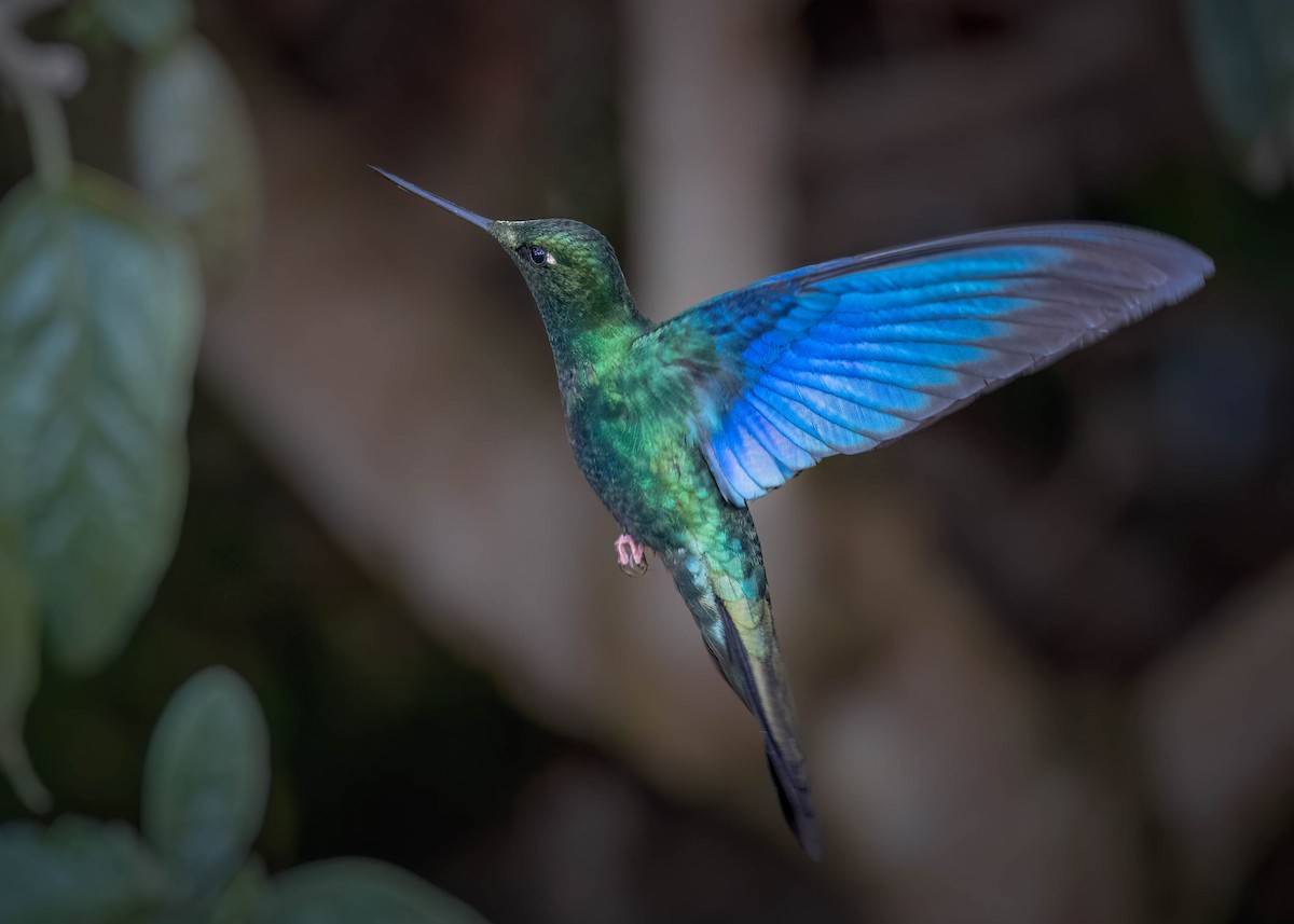kolibřík modrokřídlý - ML617760218