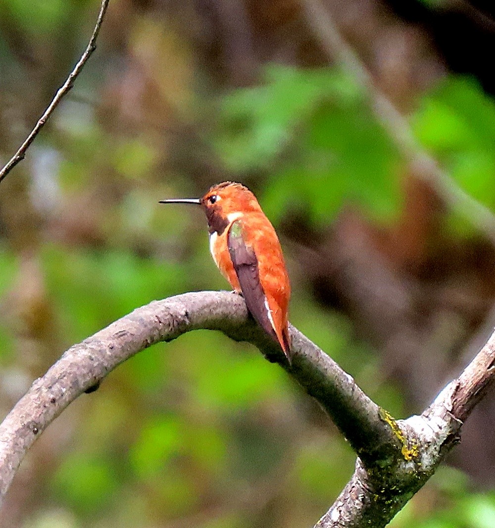 Rufous Hummingbird - ML617760219