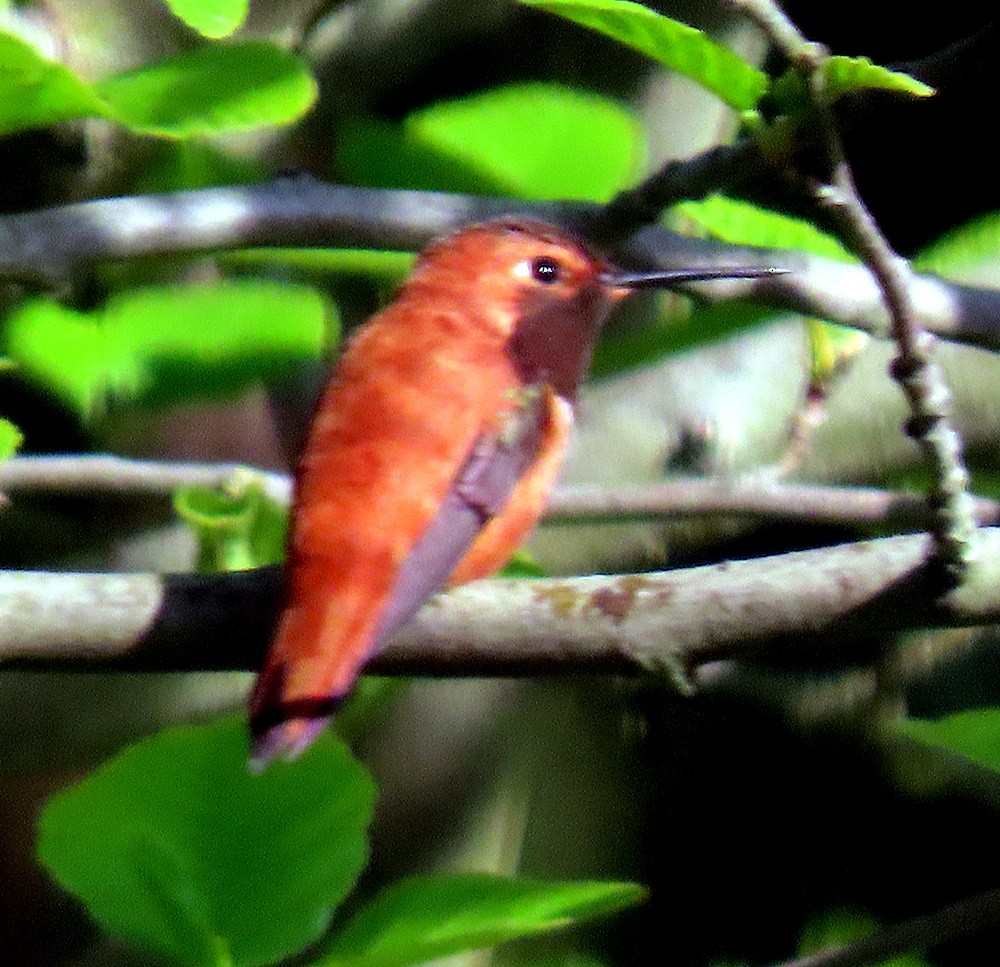 Rufous Hummingbird - ML617760220