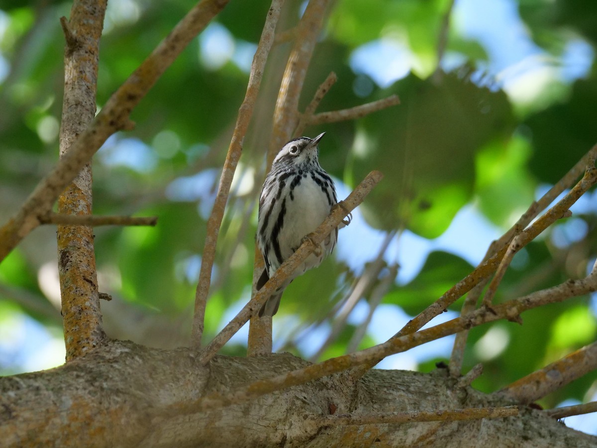Black-and-white Warbler - ML617760230