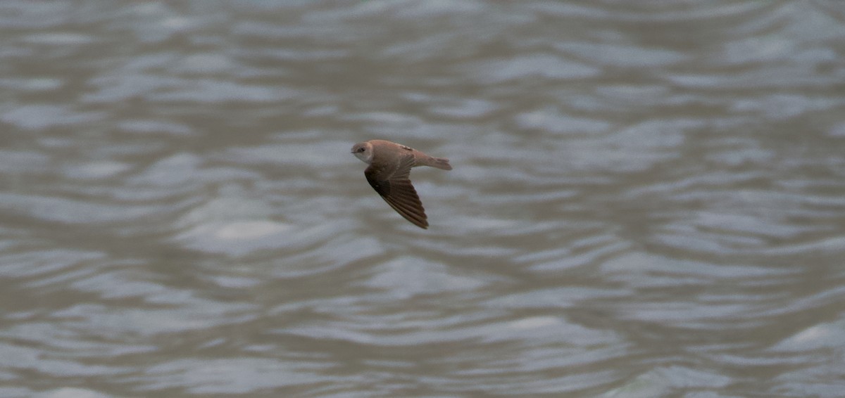 Northern Rough-winged Swallow - ML617760256