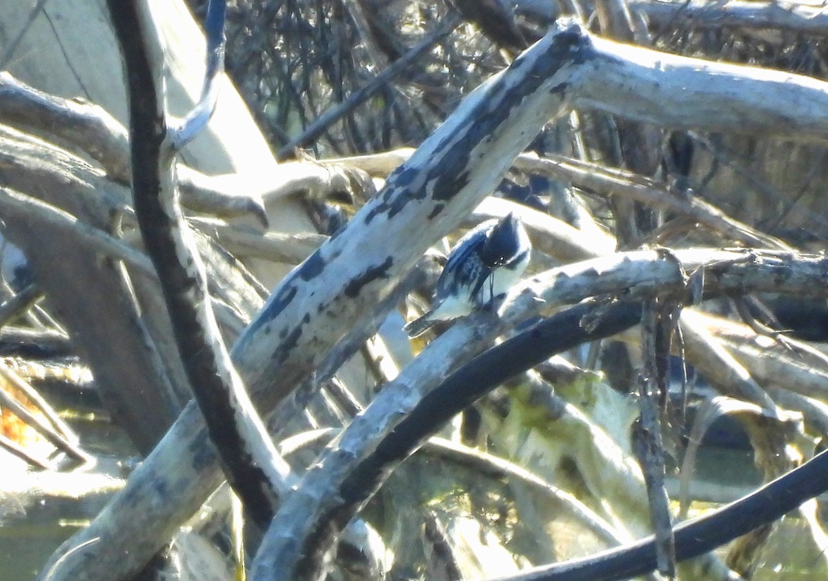 Belted Kingfisher - ML617760272