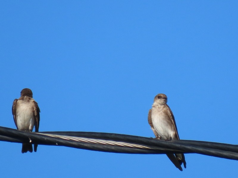 Northern Rough-winged Swallow - ML617760279