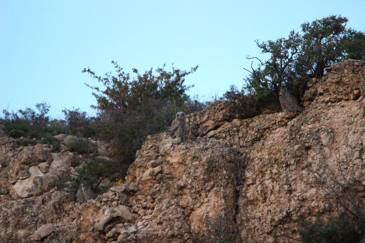 Great Horned Owl - ML617760315
