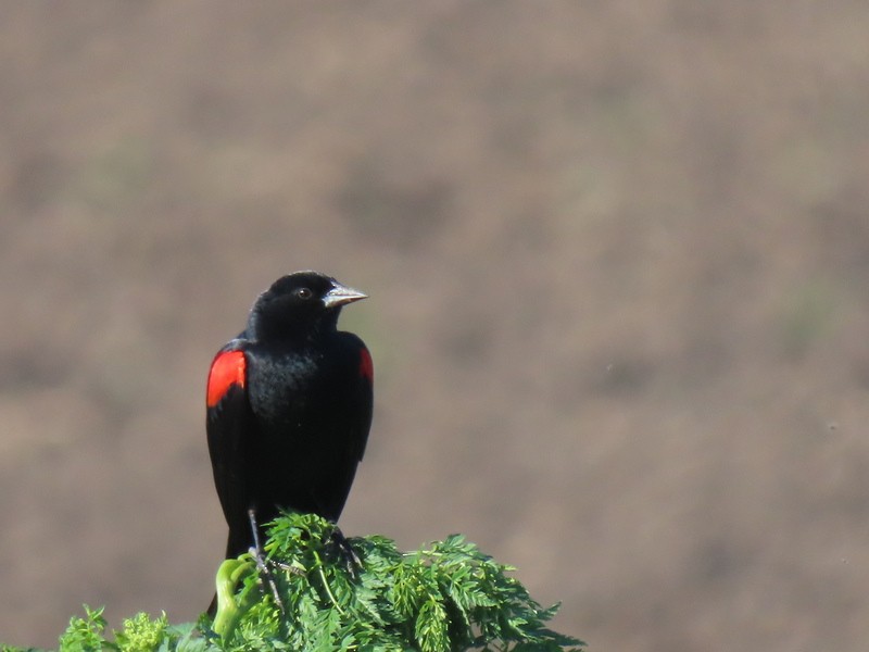 Red-winged Blackbird - ML617760385