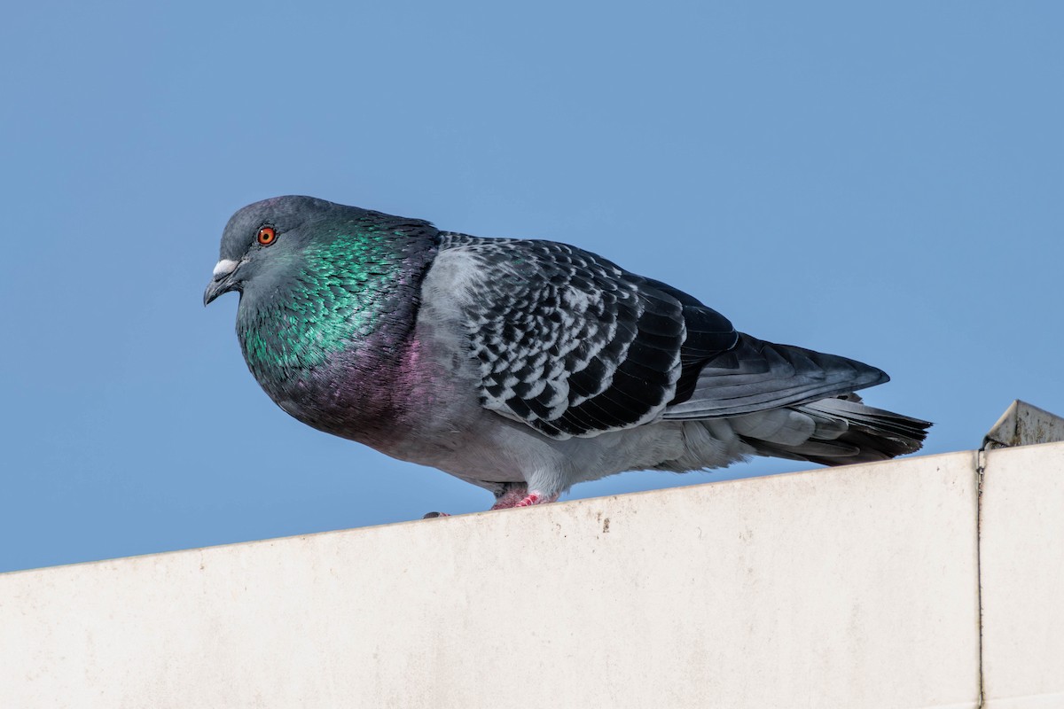 Rock Pigeon (Feral Pigeon) - Pierce Louderback