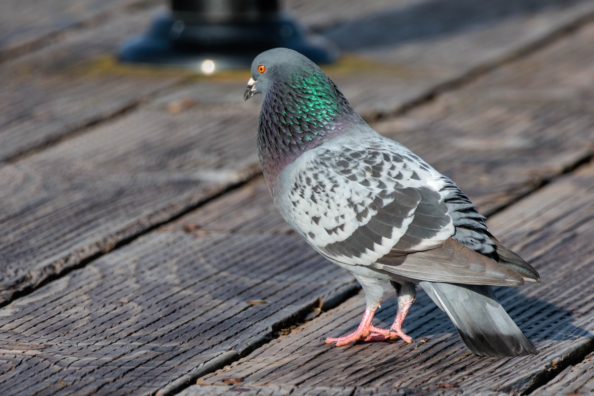 Rock Pigeon (Feral Pigeon) - ML617760387