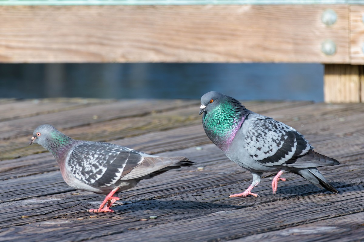 Rock Pigeon (Feral Pigeon) - ML617760388