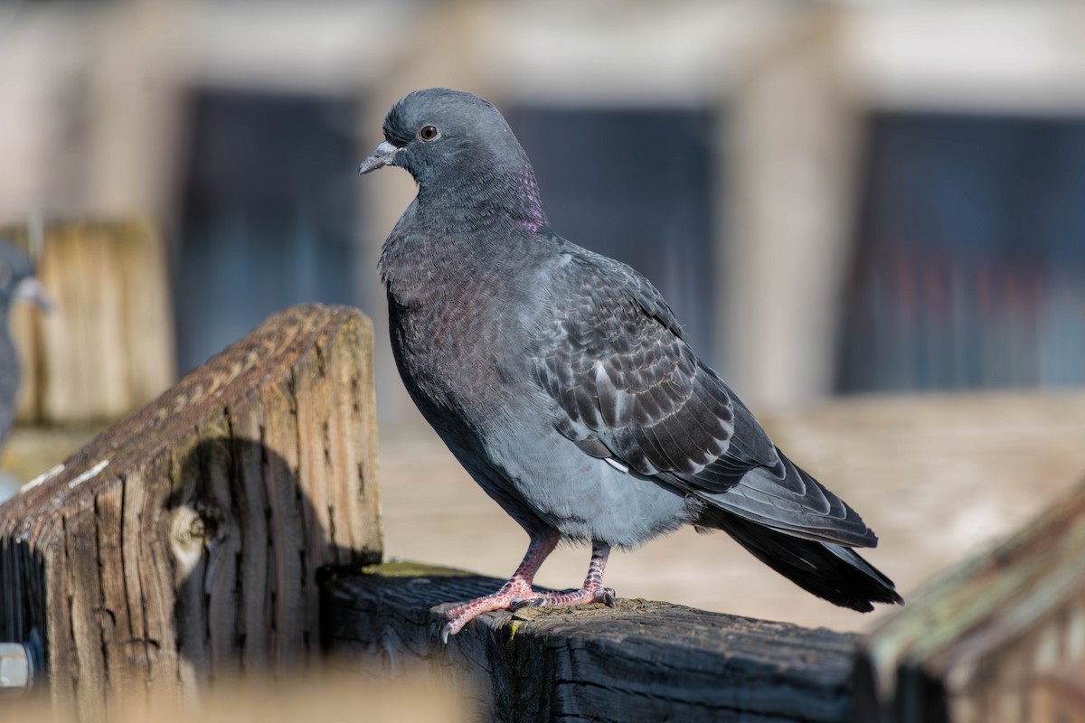 Rock Pigeon (Feral Pigeon) - ML617760389