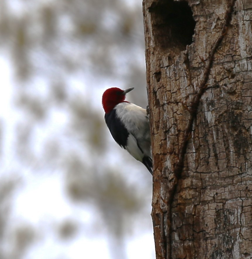 Red-headed Woodpecker - ML617760411