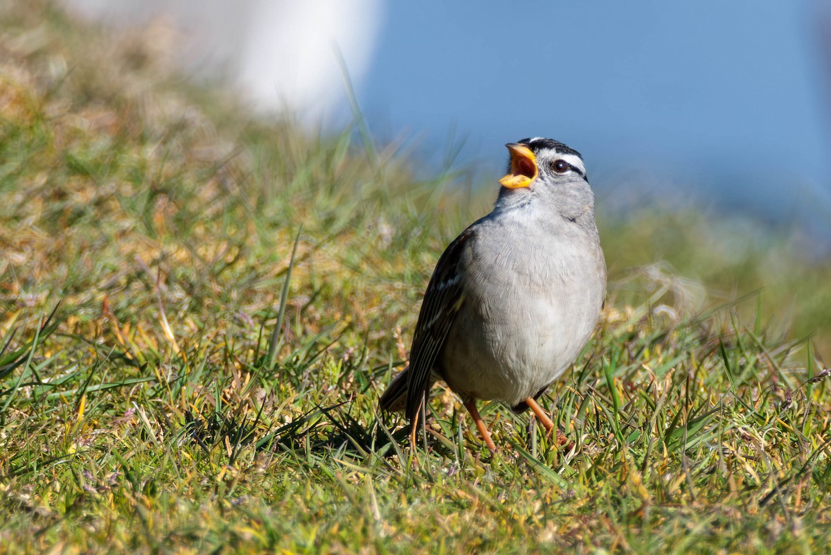 White-crowned Sparrow - ML617760476
